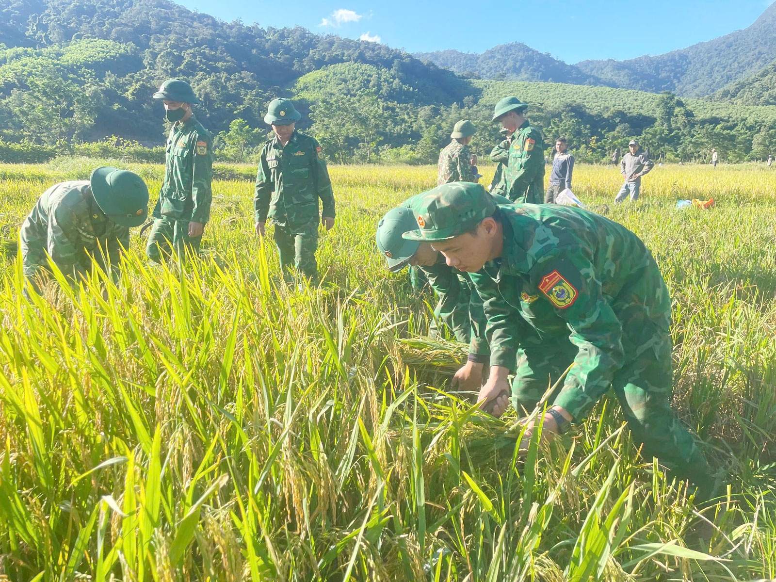 Bộ đội Biên phòng giúp dân thu hoạch lúa Hè - Thu